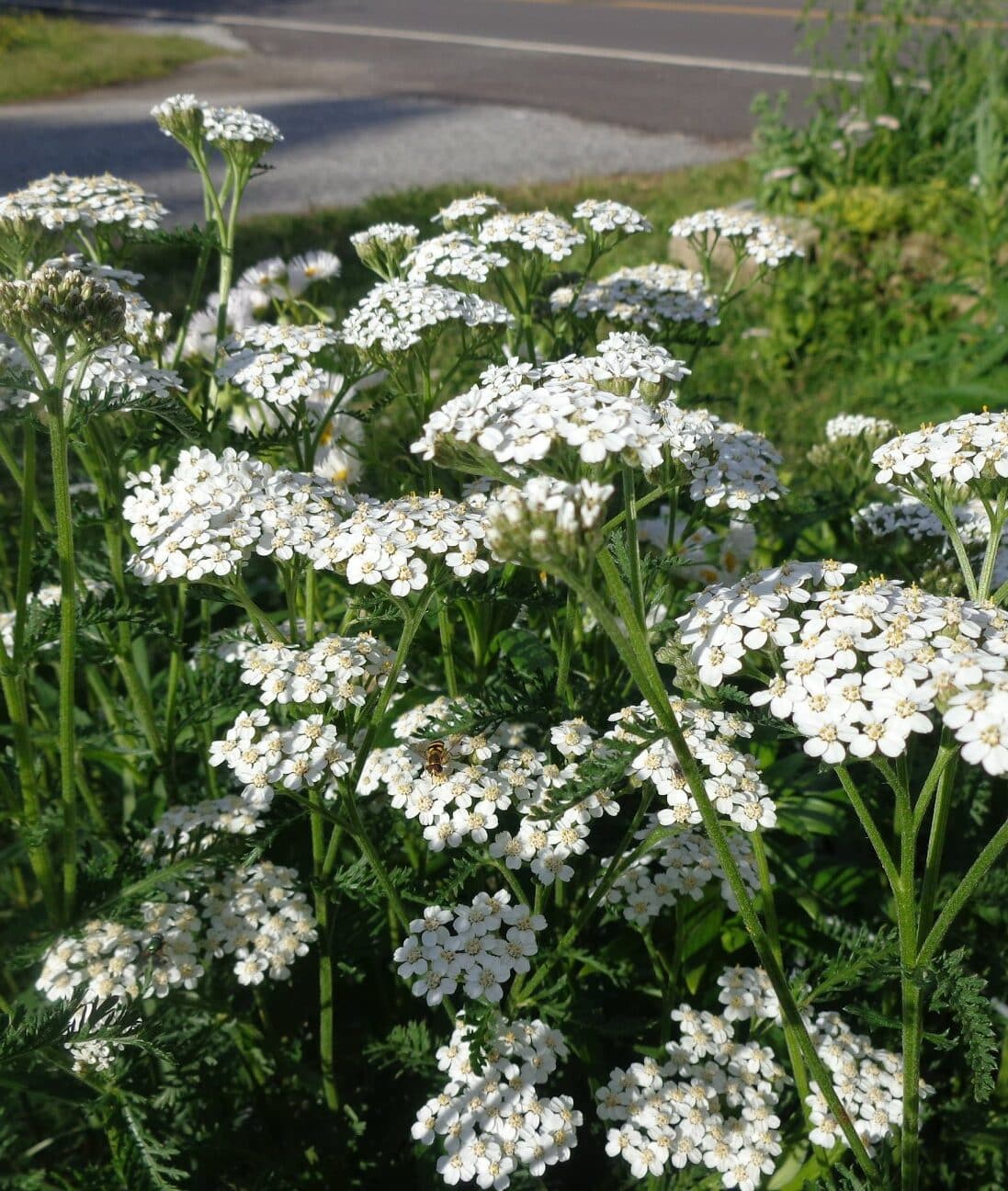 Image represents flowers of Yarrow plant