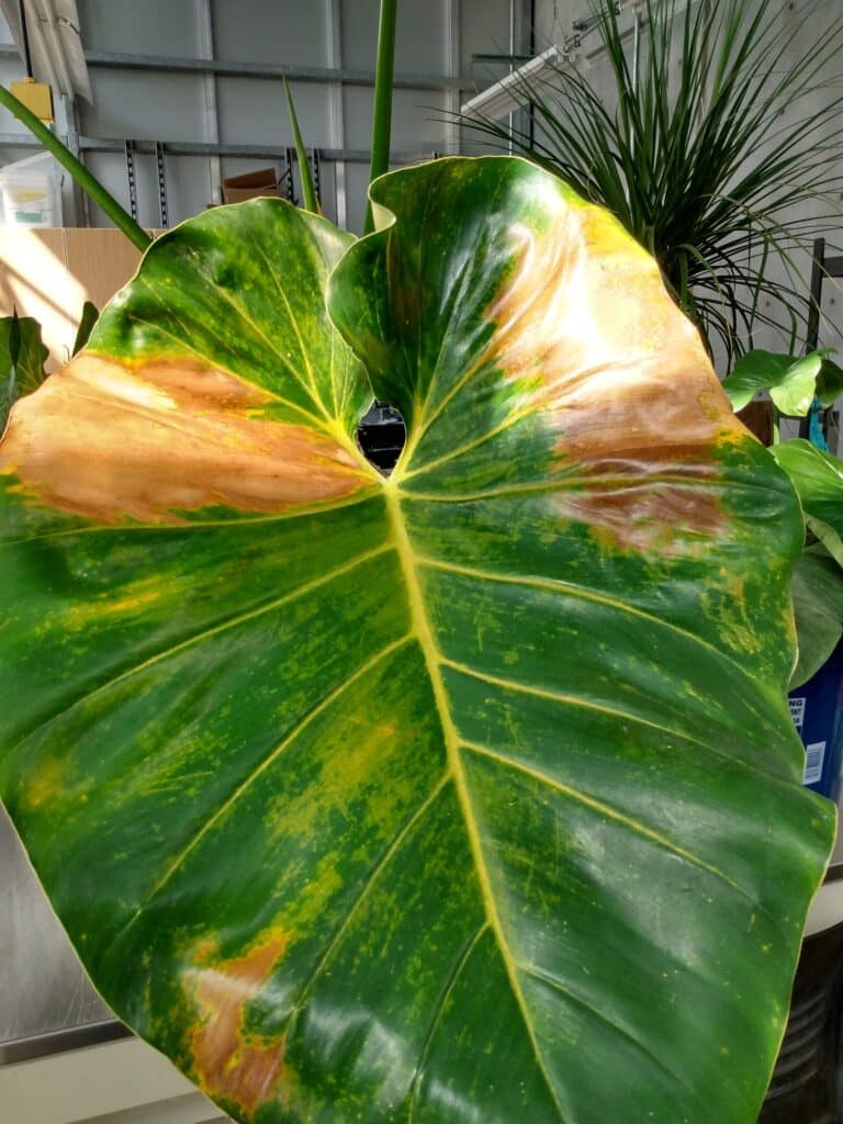 A big leaf with spots that are chlorotic and has yellow to brown spot.