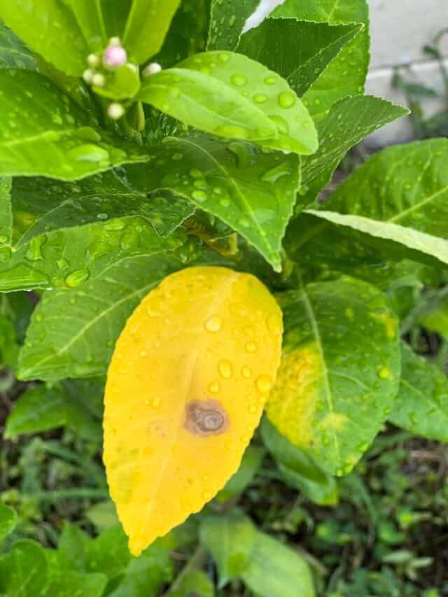 how-to-treat-lemon-tree-yellow-leaves-causes-and-solutions-plants