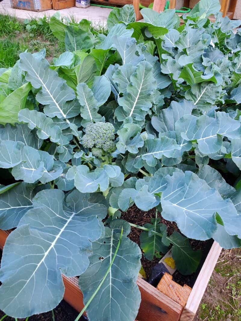 Why is My Broccoli Turning Yellow? Is Yellow Broccoli Okay to Eat