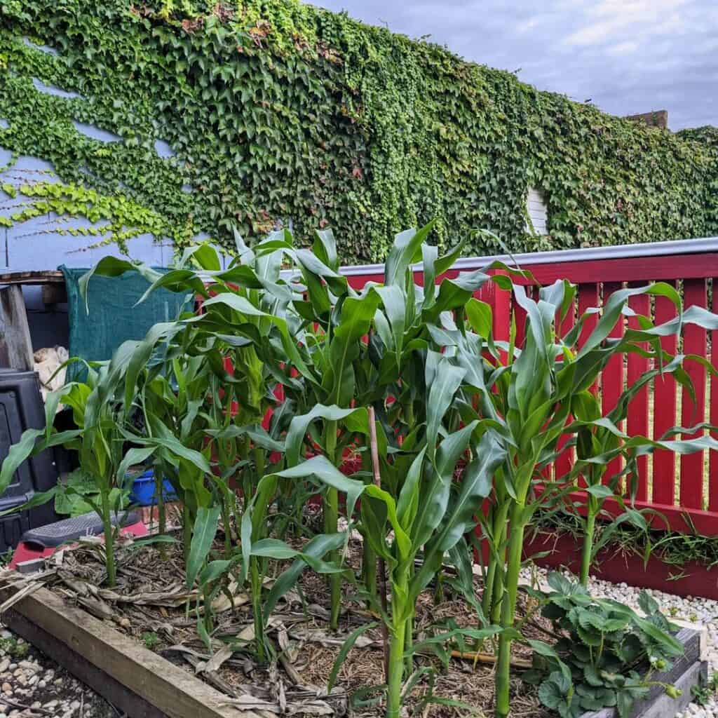 Growing corn