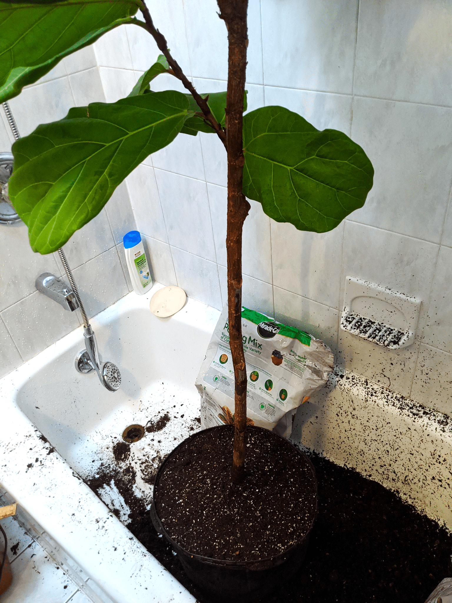 Image represents a Fiddle Leaf Fig plant