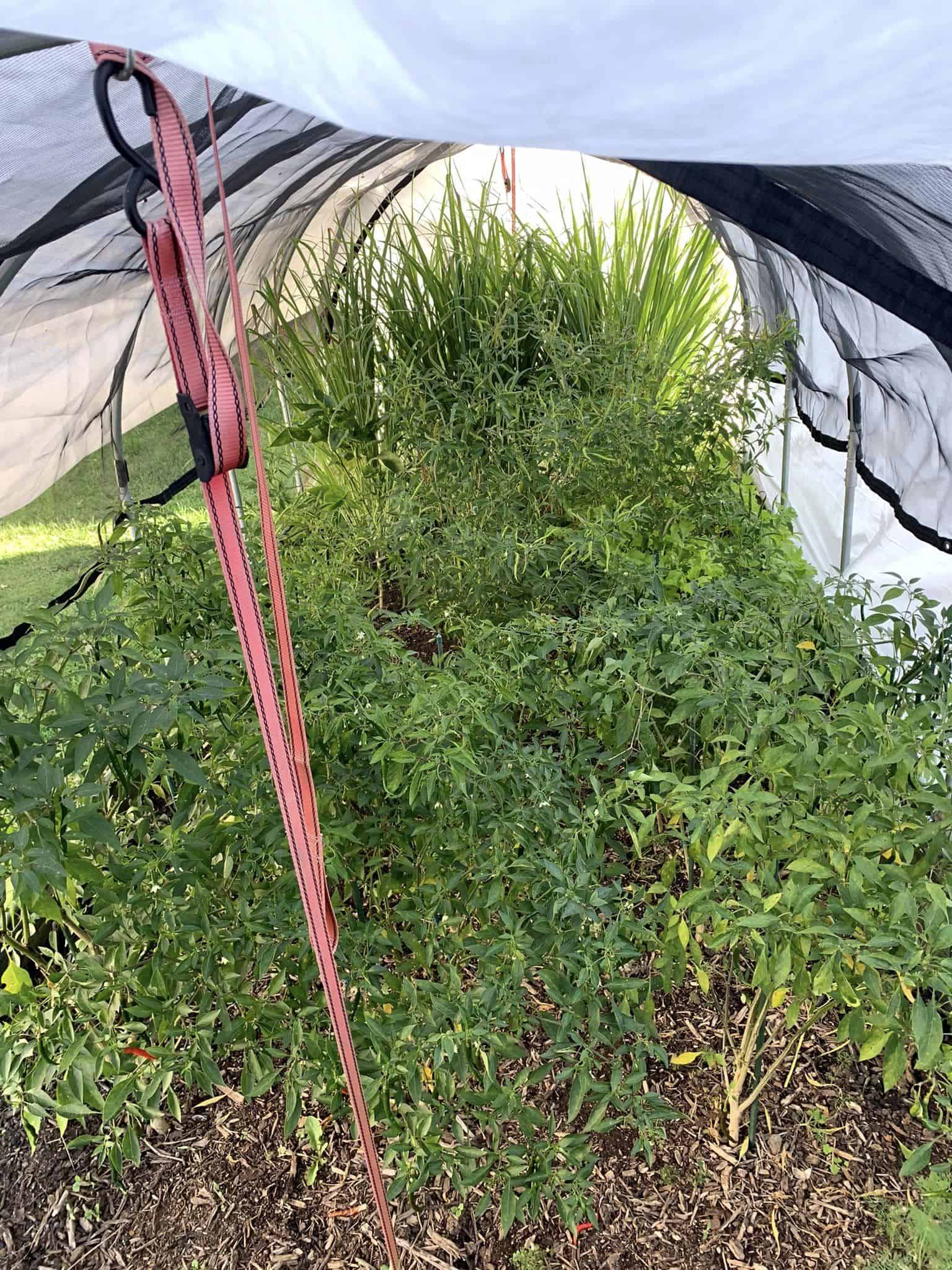 Frost blankets for Plants