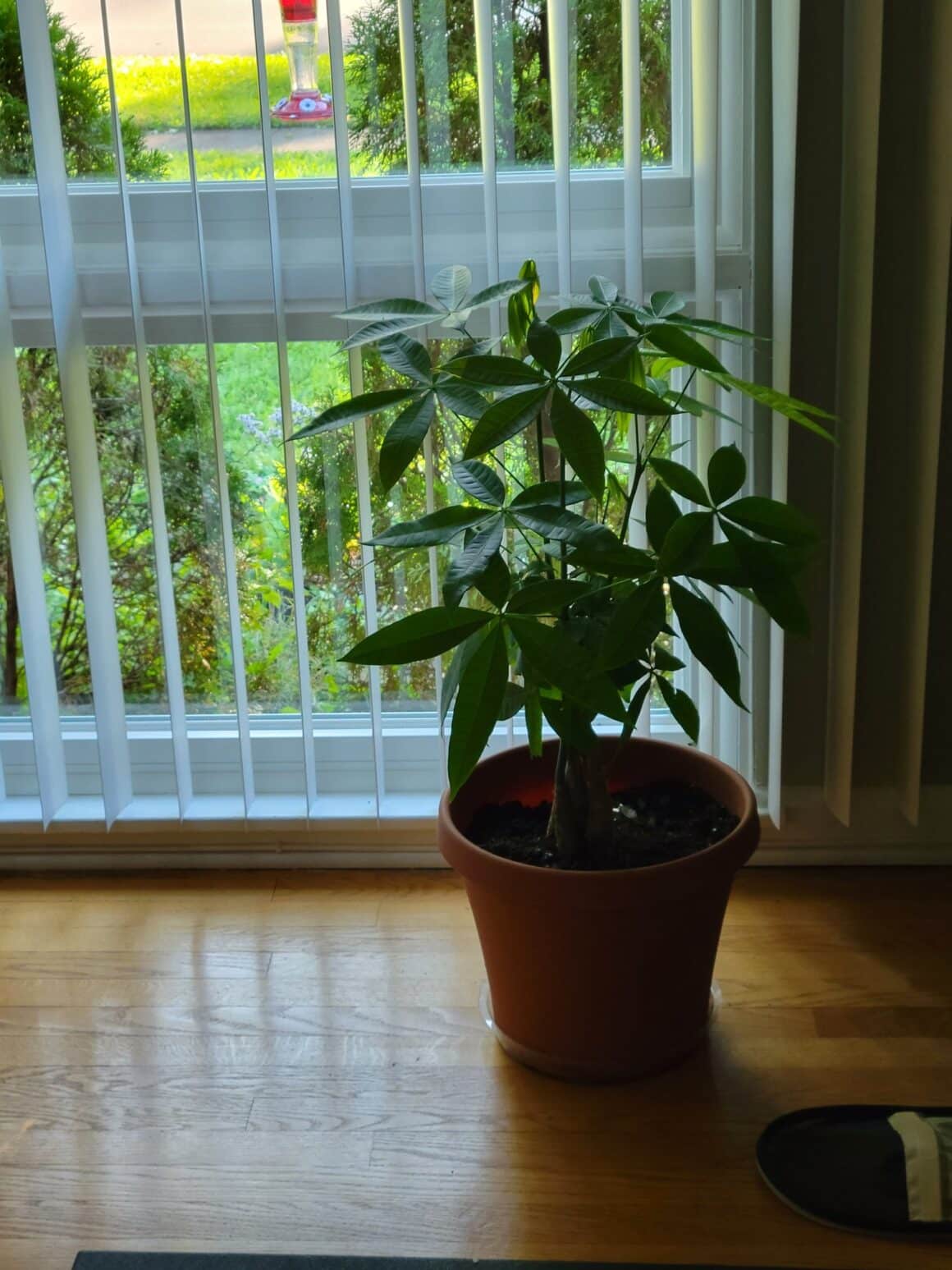 Why is My Money Tree Dying? How to Save It? Plants Craze