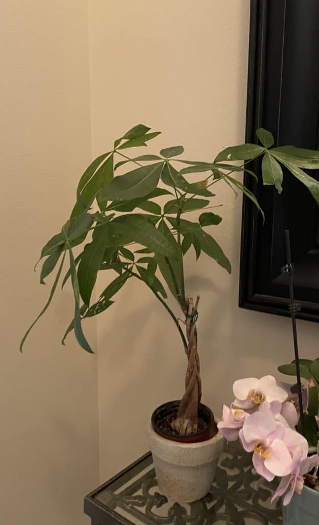 growing money tree indoor