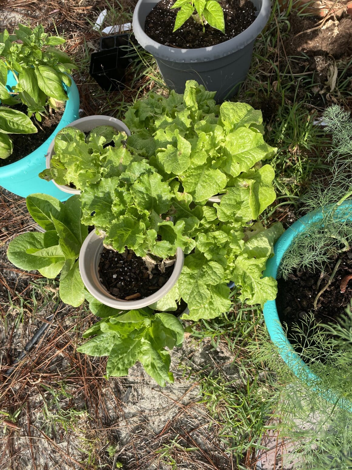 growing-leaf-lettuce-in-pots-steps-7-care-tips