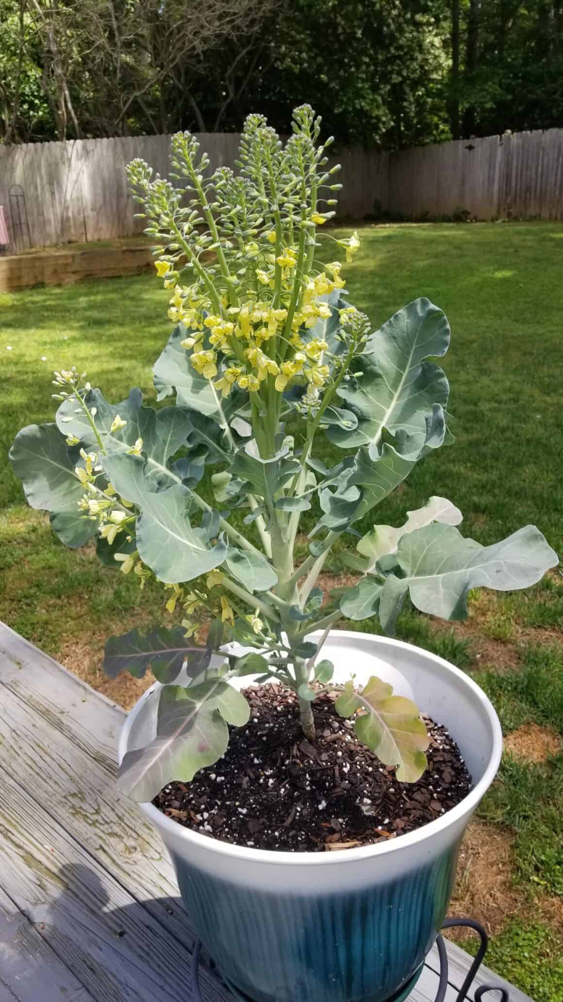 Why is My Broccoli Turning Yellow? Is Yellow Broccoli Okay to Eat