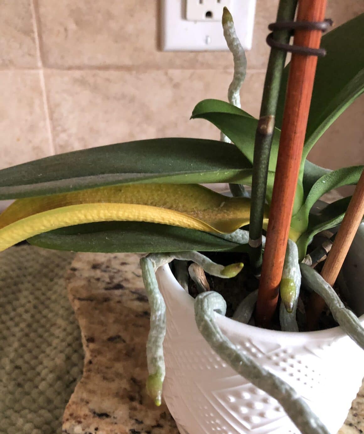 How to Fix Orchid Leaves Turning Yellow? Plants Craze