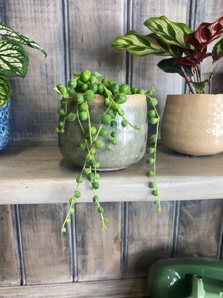 String of Pearls Watering Guide [3 Best Watering Methods]