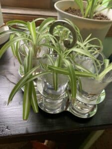 Image represents growth of Spider Plant propagated in water