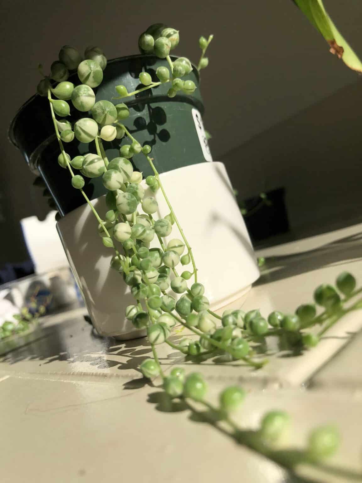 String of Pearls Watering Guide [3 Best Watering Methods]