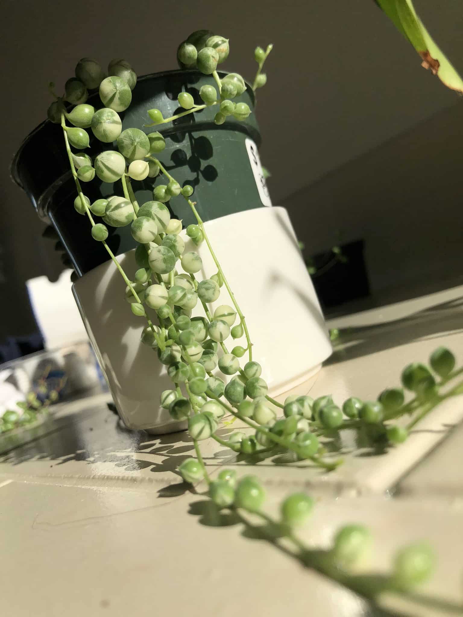 String of Pearls watering