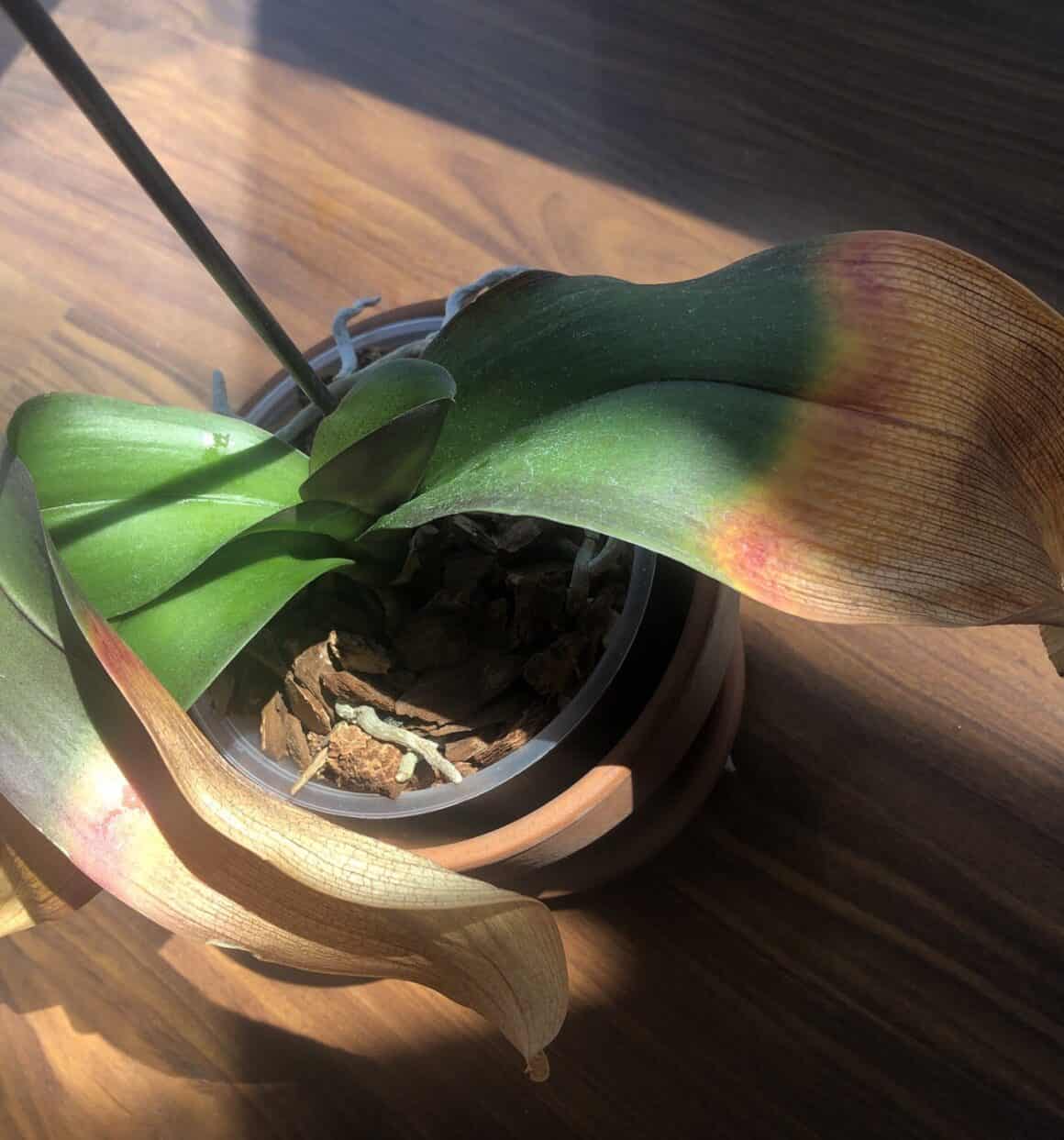 How to Fix Orchid Leaves Turning Yellow? Plants Craze