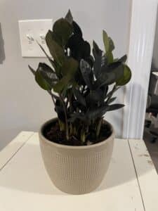 ZZ plants slender, curvy foliage in a pot