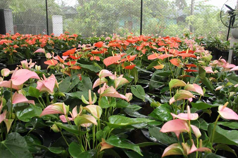 Anthurium Yellow Leaves Causes & Easy Fixes Plants Craze