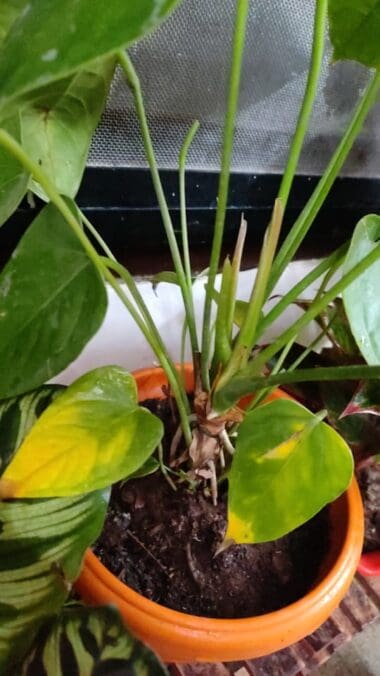 Anthurium Yellow Leaves: Causes & Easy Fixes - Plants Craze