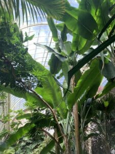 Fruits and flower of Banana is hanging on the tree.