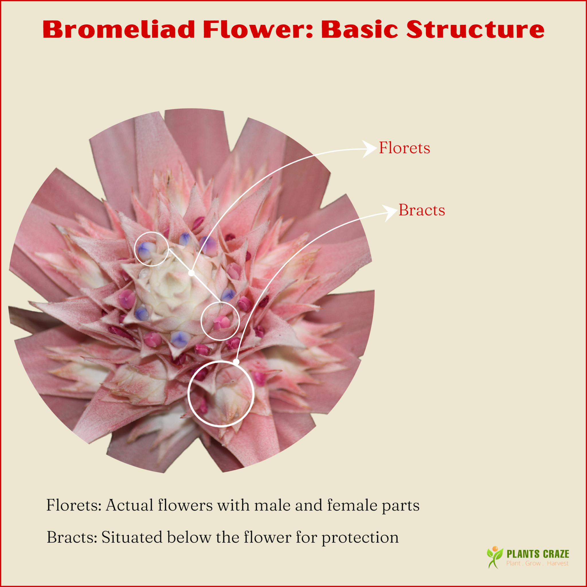 Image illustrates the basic structure of Bromeliad Flower