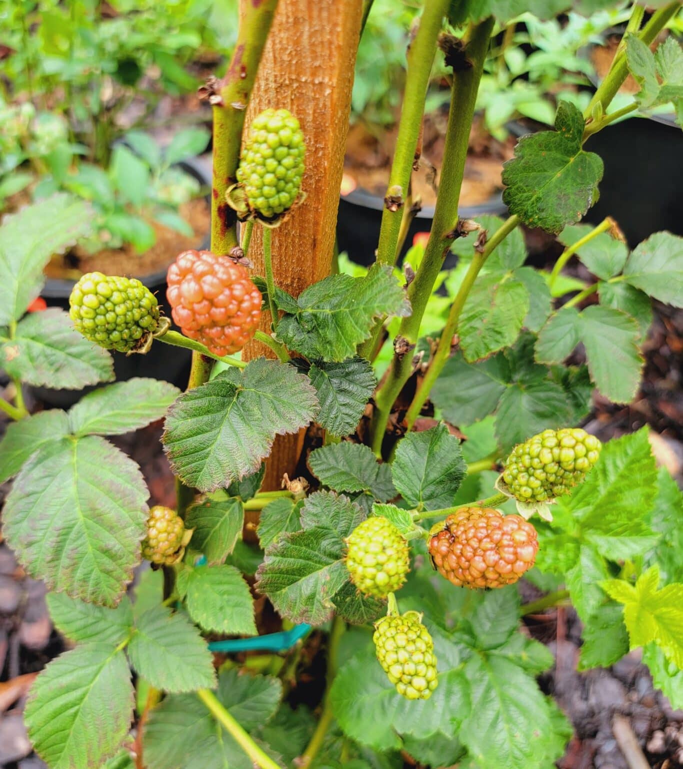 Blackberry Companion Plants [5 Types of Companions]