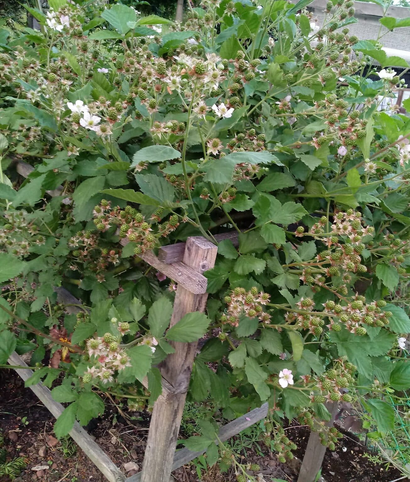 Image represents Blackberry plant growing in trellis