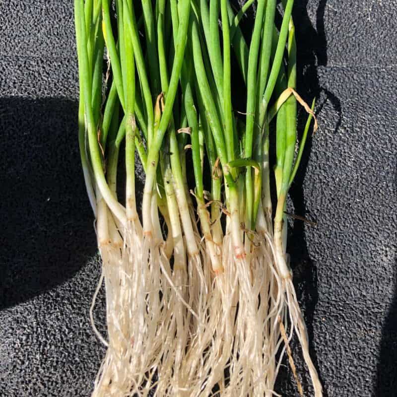 Bunching onions in container