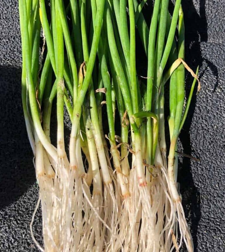 How To Grow Bunching Onions In A Container? [Updated 2023]