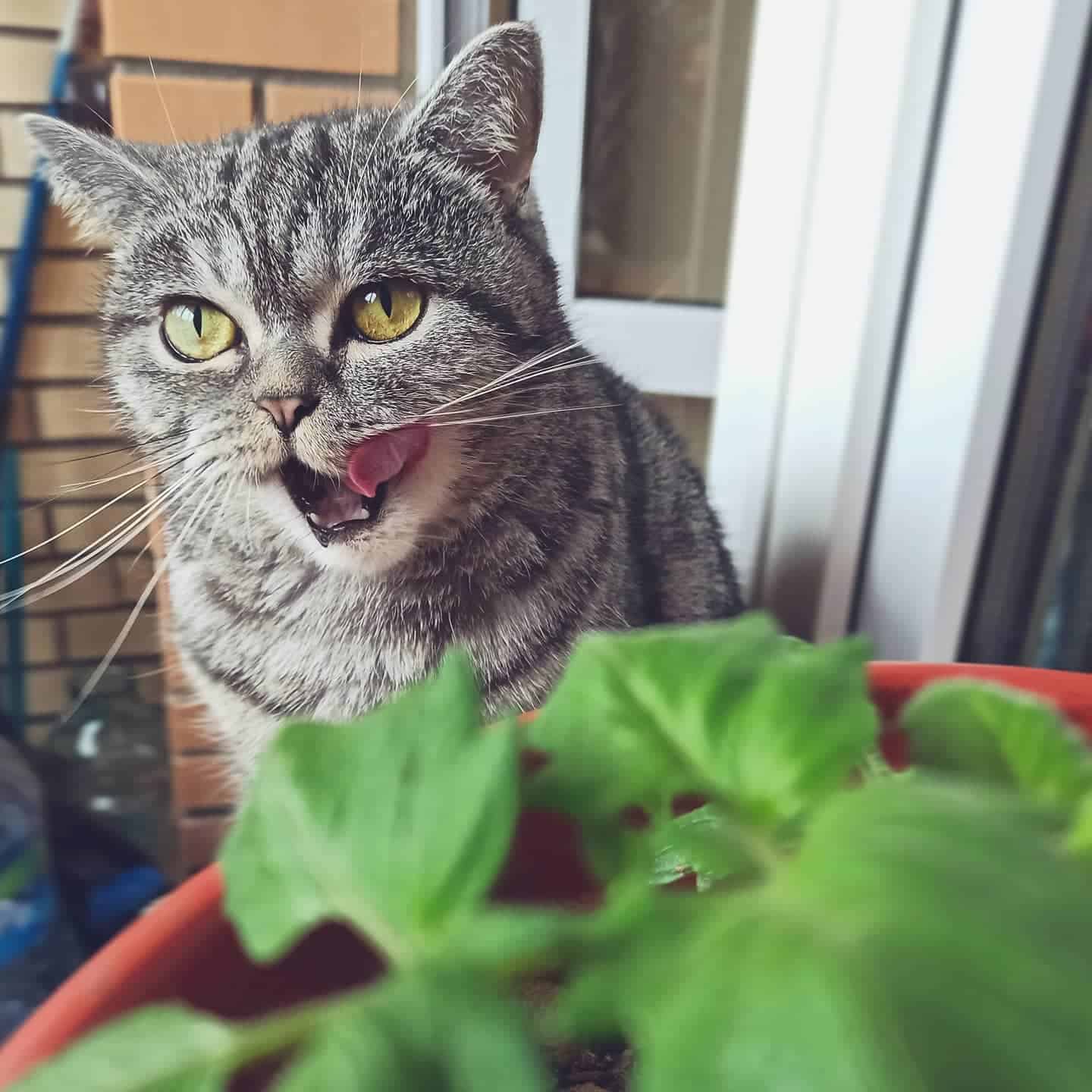 A cat is beside a pot containing Croton plant.