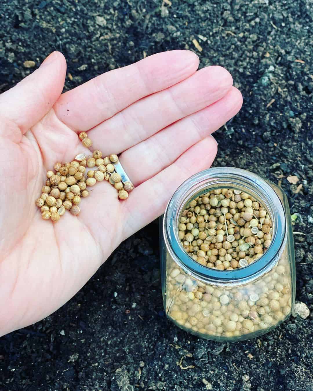 Cilantro Seeds sowing