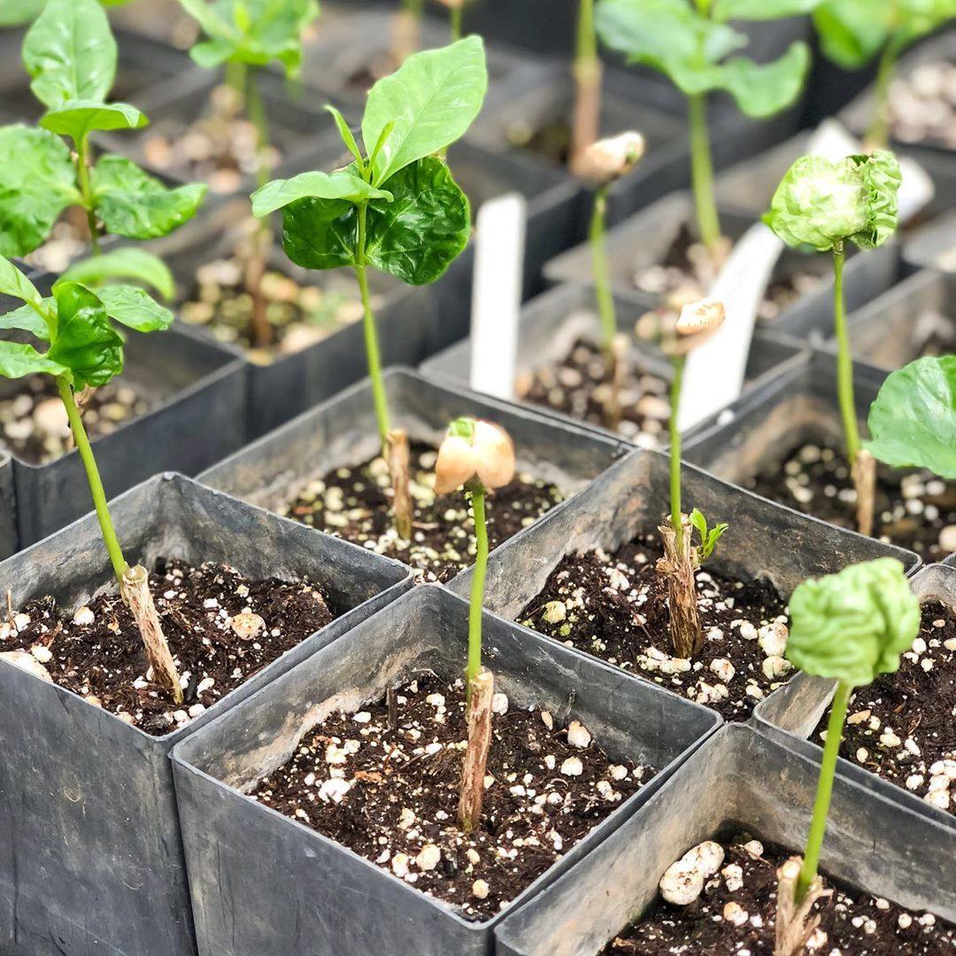 seedlings in germination tray 