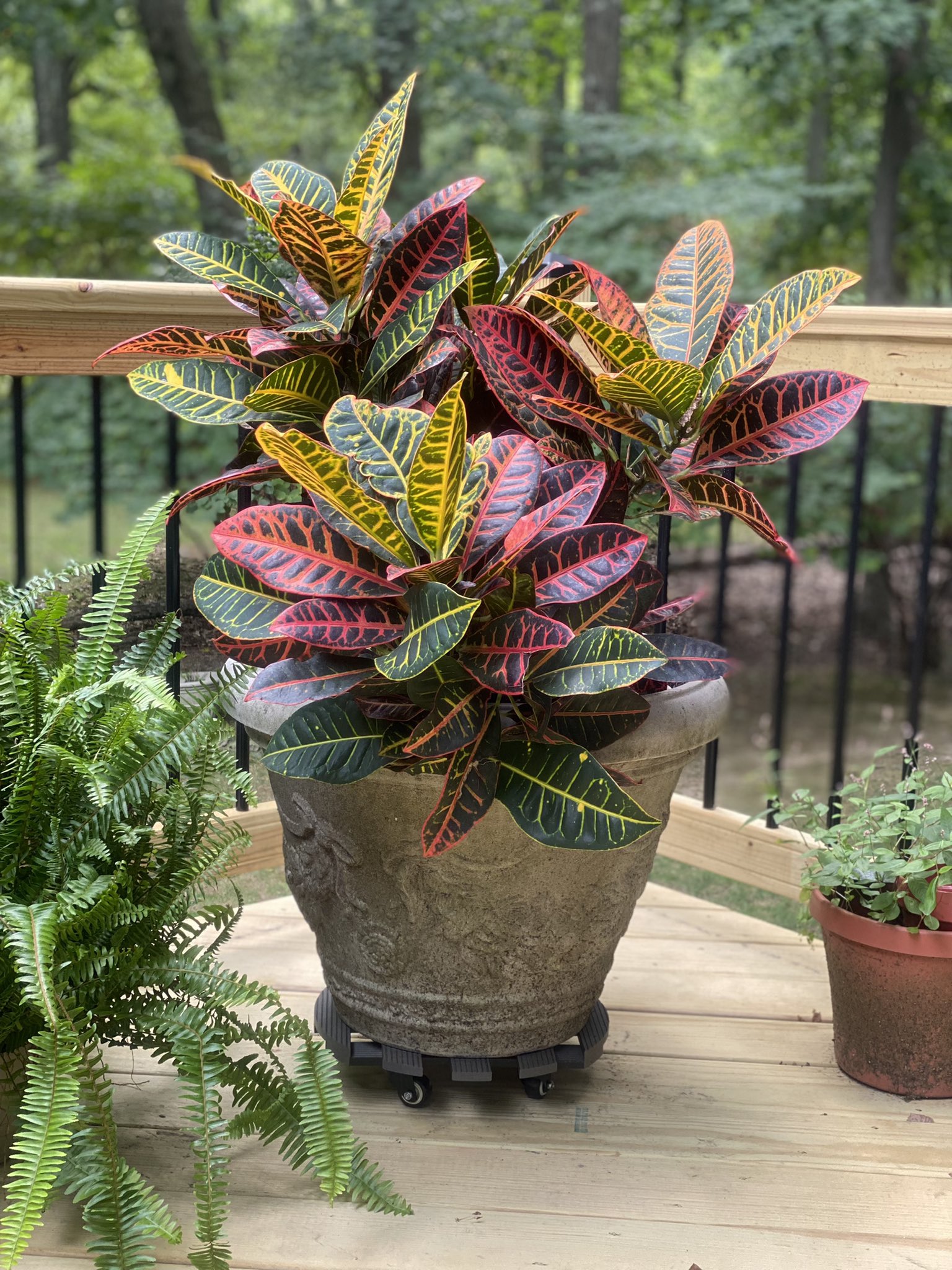 A brown pot with Croton plant is in the balcony.