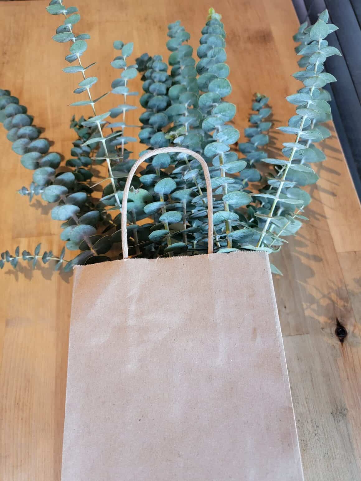 How Long Does Eucalyptus Lasts? [The Answer will Shock You!]