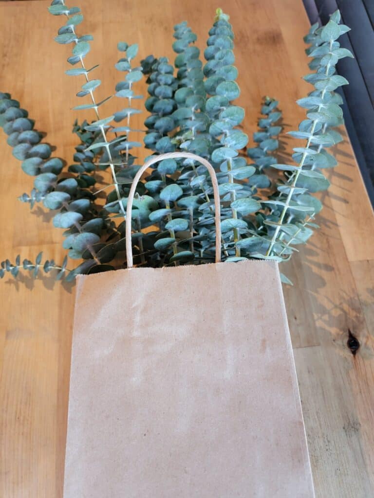 How Long Does Eucalyptus Lasts? [The Answer will Shock You!]