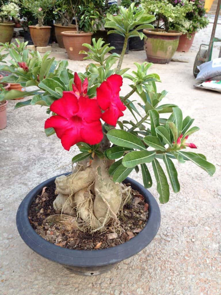 Desert Rose Flower: Everything you Need to Know - Plants Craze