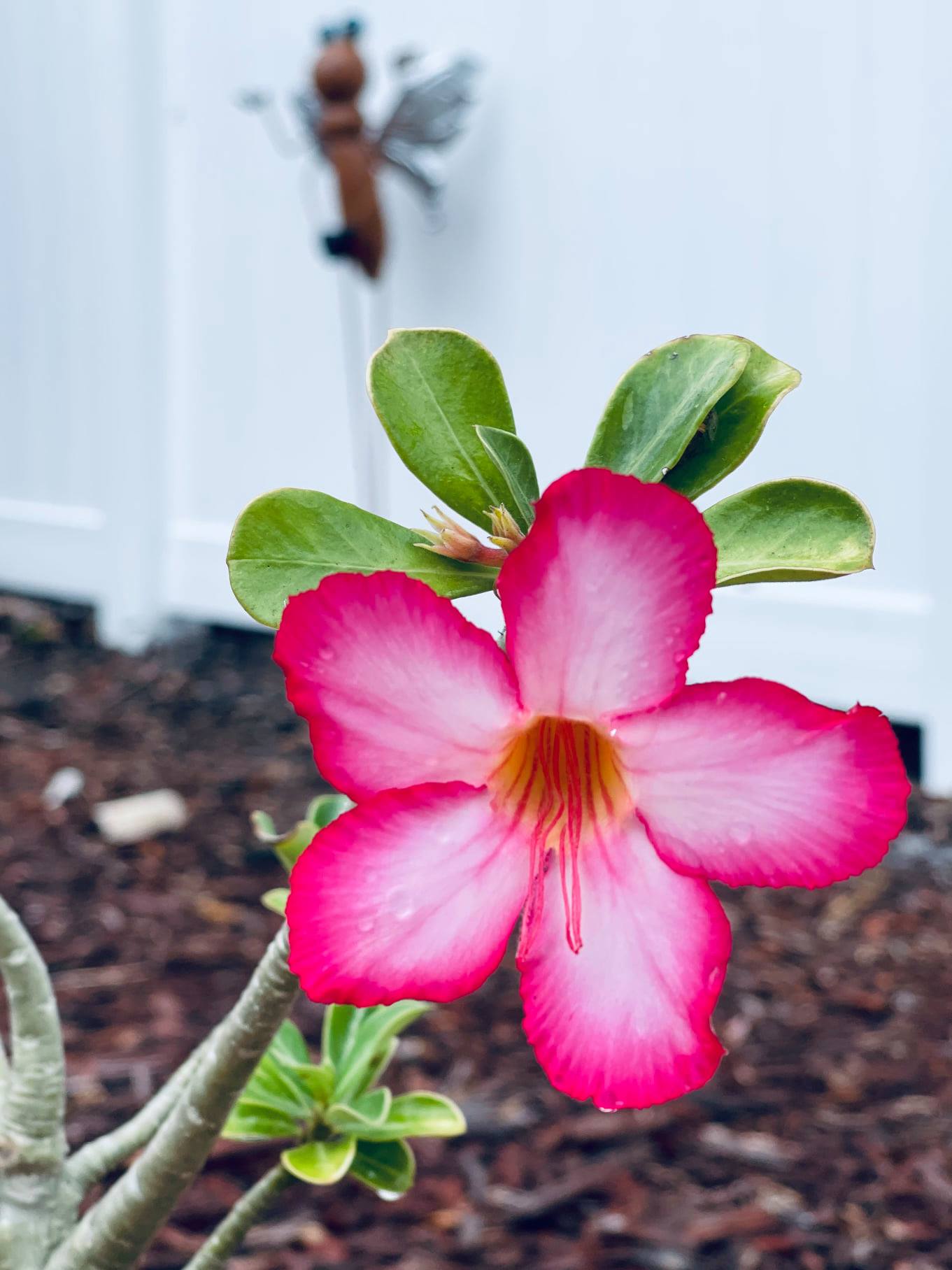 desert-rose-flower-meaning-blooming-tips