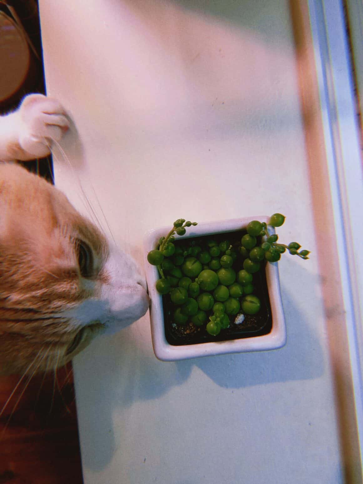 Is String of Pearls Toxic to Cats? Plants Craze