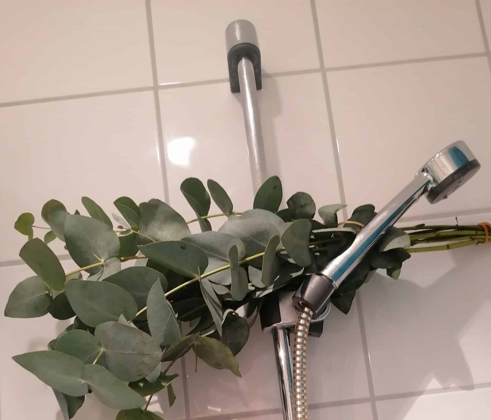 How Long Does Eucalyptus Lasts? [The Answer will Shock You!]