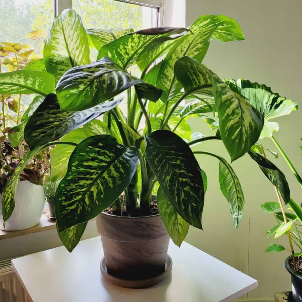 A pot containing the lavishing leaves of Dieffenbachia and is lying over a table.