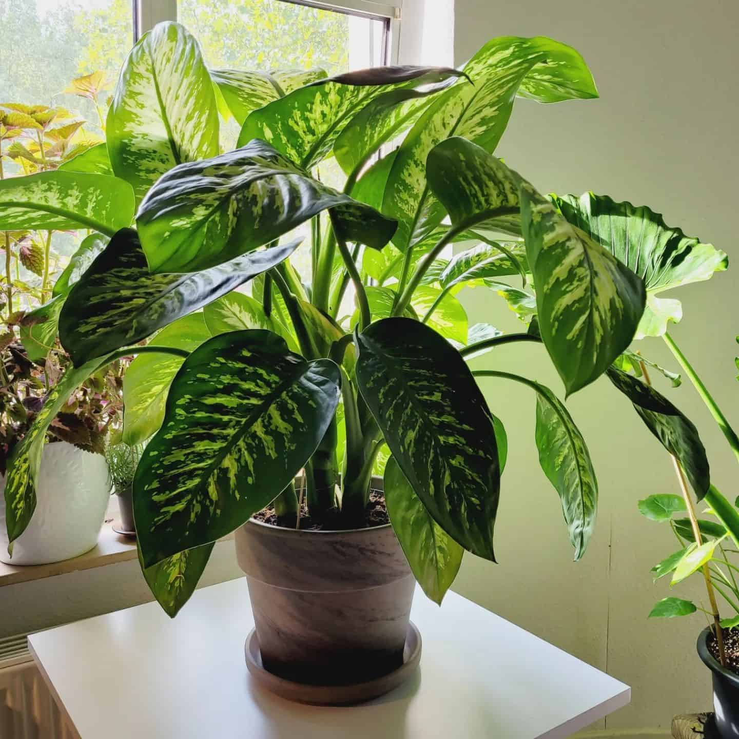 is-dieffenbachia-toxic-to-cats