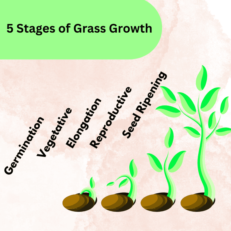 How Long Does It Take For Grass Seeds to Grow?
