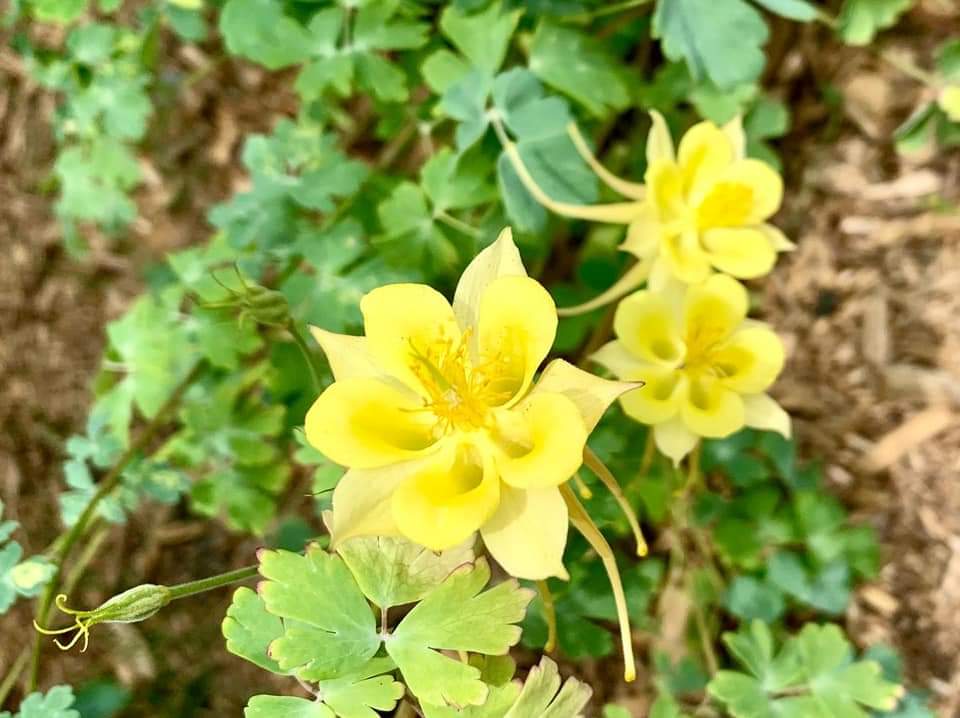 20 Por Yellow Perennial Flowers