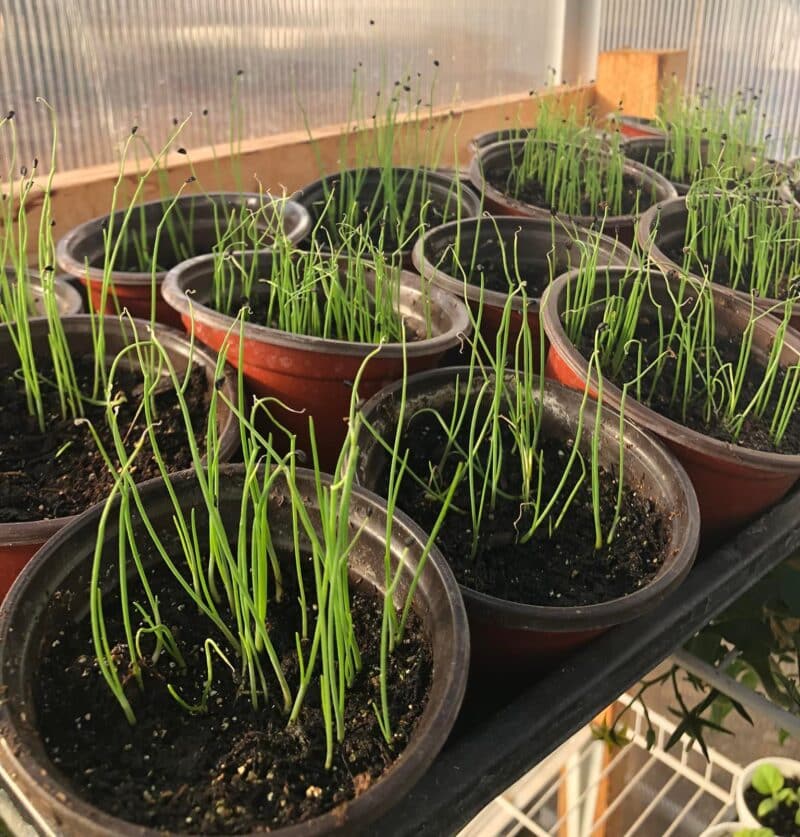 Bunching onions in container