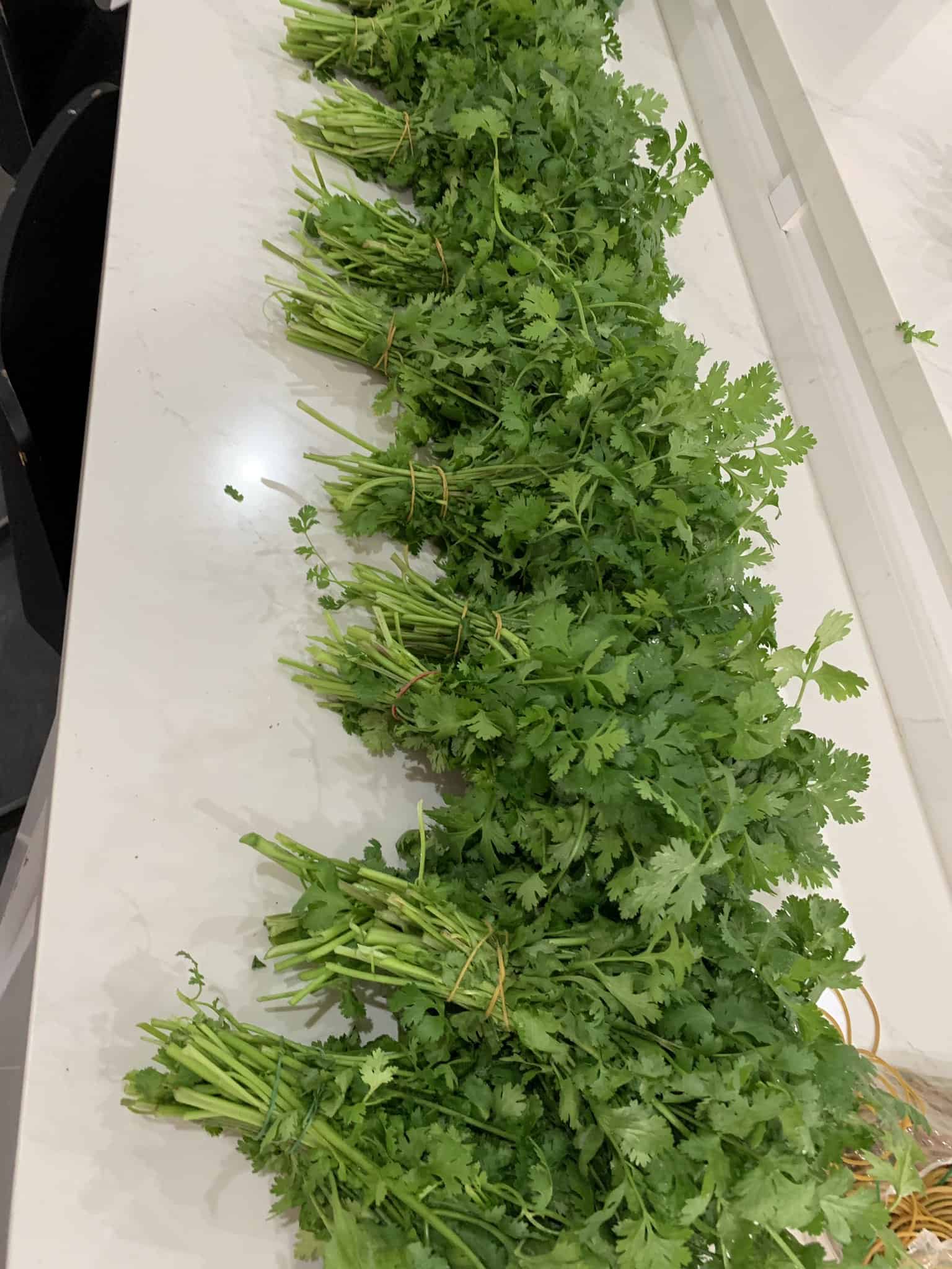 Stack of Cilantro tied by string is lying over a white table