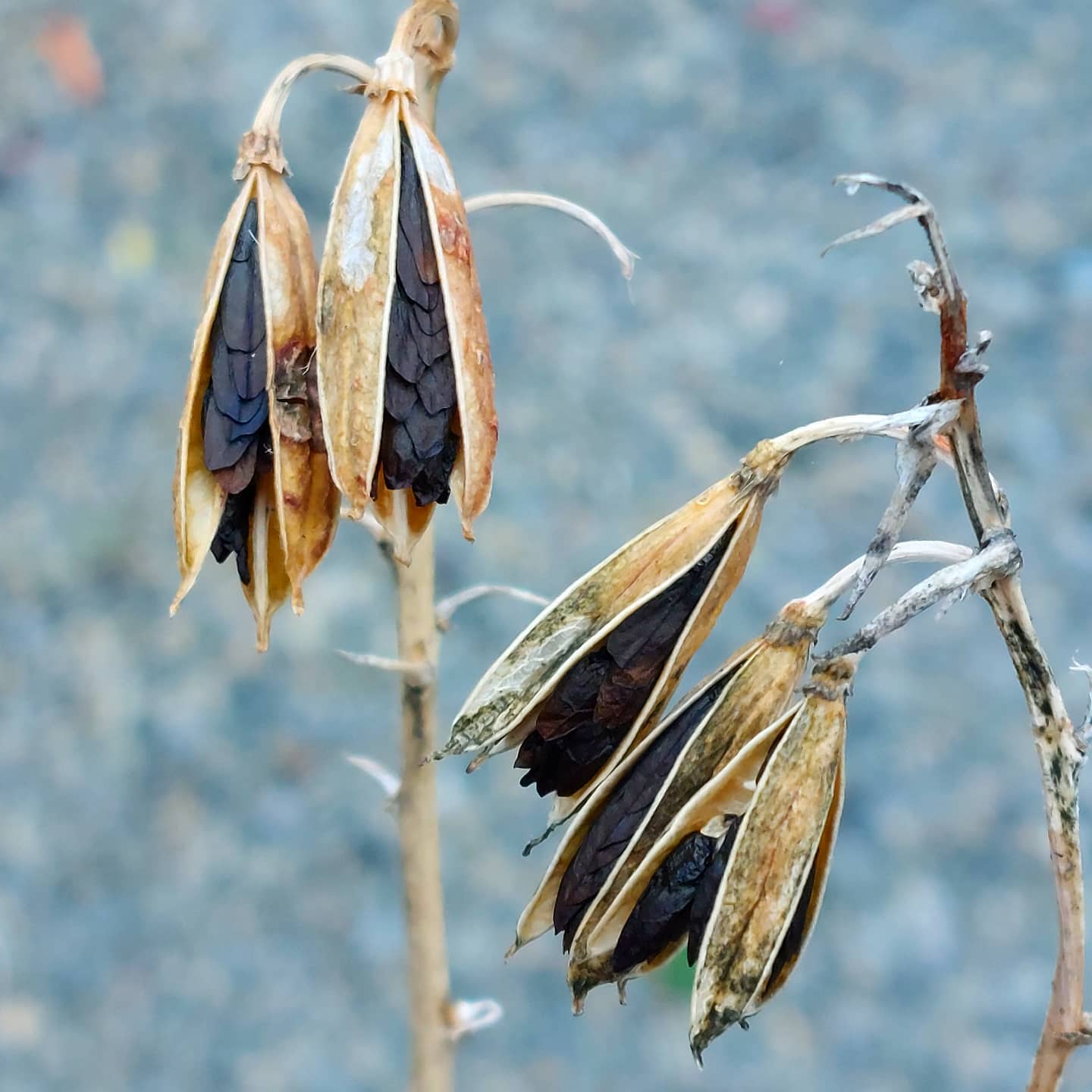 Image represents the mature Hosta seeds inside dried pods