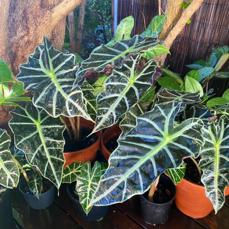 Alocasia Light Requirements All Queries Solved! Plants Craze