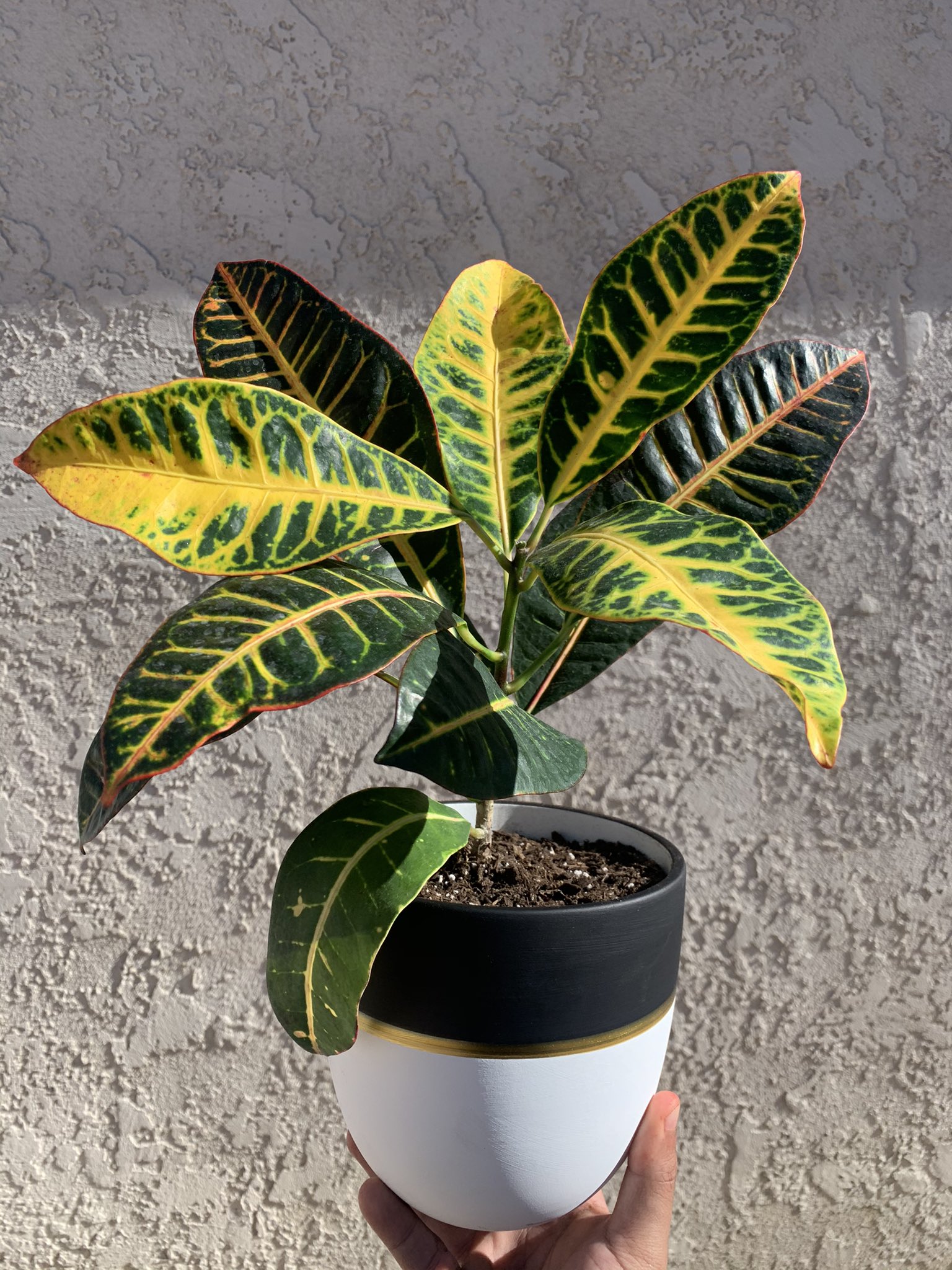 A person is holding a white and black pot containing a Croton plant.