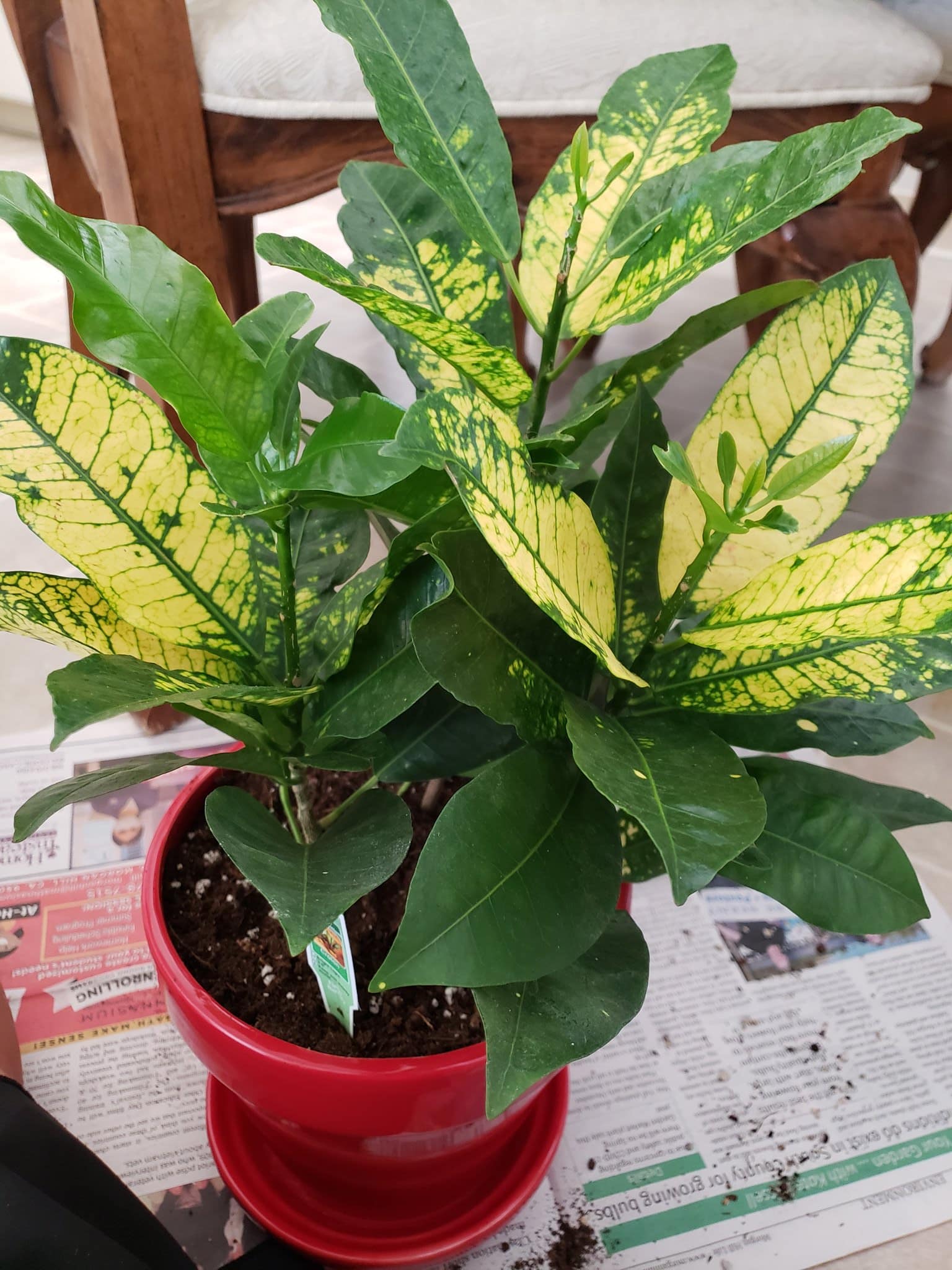 A red pot containing a yellow variegated Croton plant.