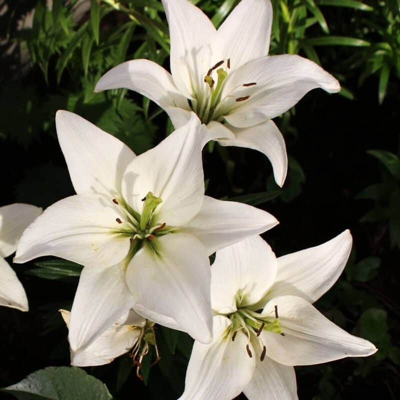 20+ Popular Black and White Flowers