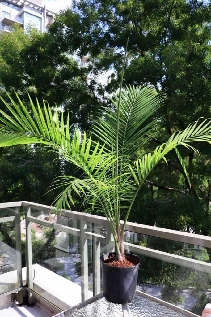 6 Majesty Palm Benefits That You Should Know Plants Craze