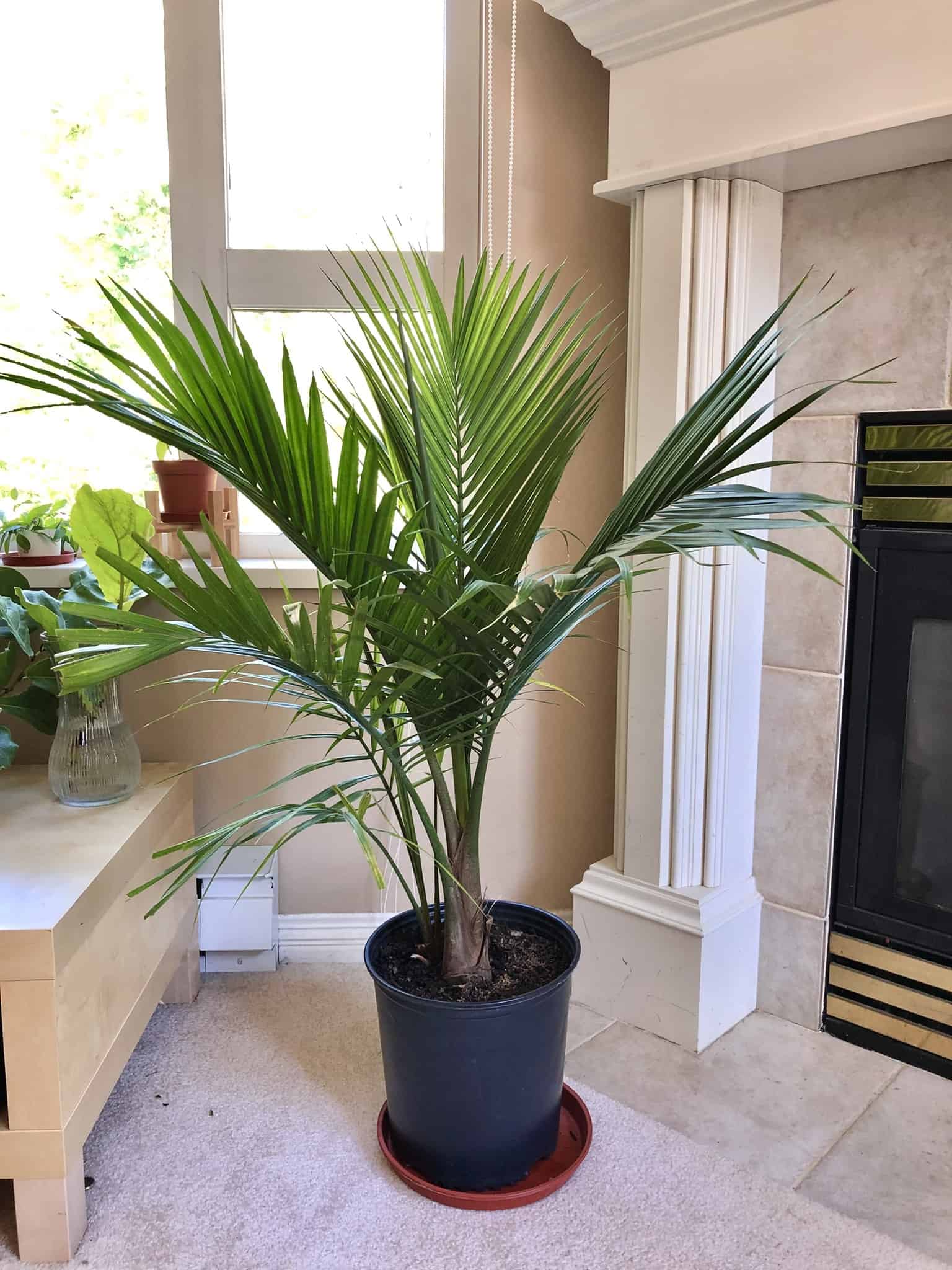 6 Majesty Palm Benefits That You Should Know - Plants Craze