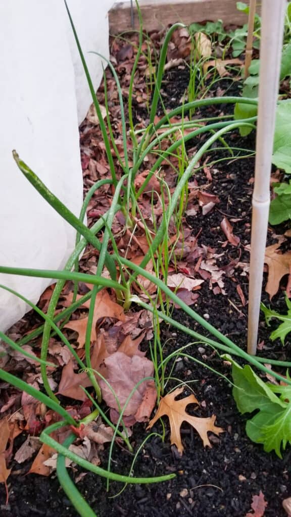 Bunching onions in container